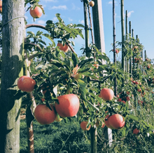 Afbeelding in Gallery-weergave laden, RAM Cider - Origineel
